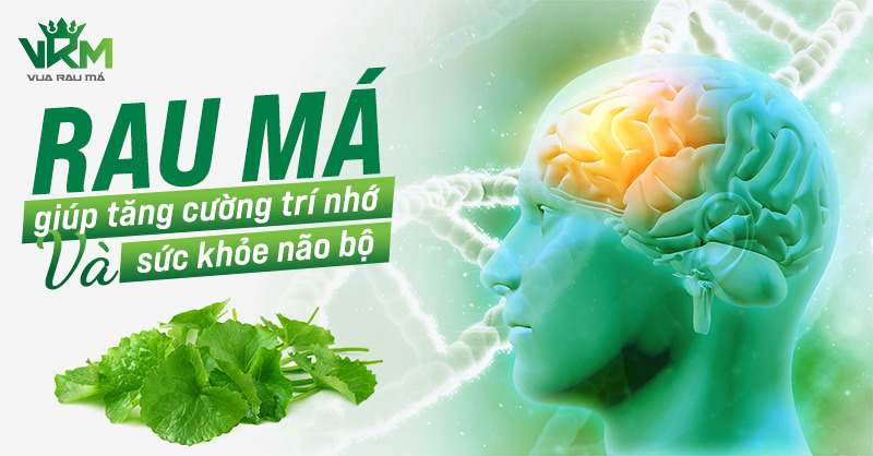 Vua Rau Má - Nơi Cung Cấp Rau Má Sạch Cho Gia Đình Bạn